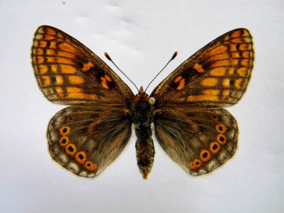 Euphydryas aurinia (cold shock abberant) A (Internet Image property of respective owner, non-commercial use only)
